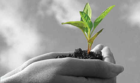 plant-BetterBalance-Growth